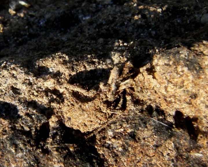 Reduvidae ricoperto di fango: Holotrichius?